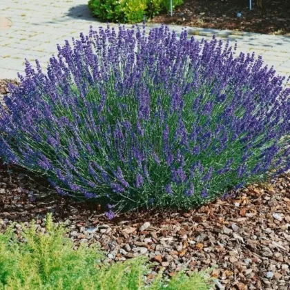 Levandule lékařská Provence Blue - Lavandula angustifolia - semena levandule - 15 ks