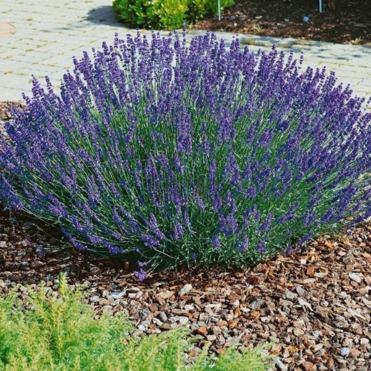 Levandule lékařská Provence Blue - Lavandula angustifolia - semena levandule - 15 ks