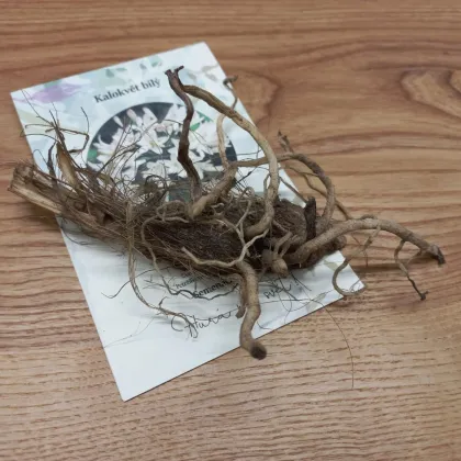 Kalokvět bílý - Agapanthus praecox - prostokořenné sazenice kalokvětu - 1 ks