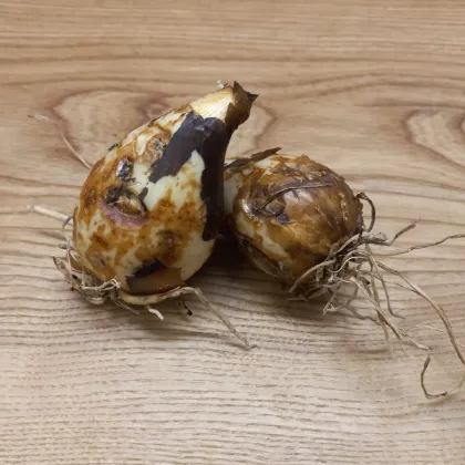 Ladoník bleděmodrý - Camassia cusickii - cibule ladoníku - 2 ks