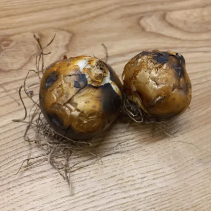 Ladoník bílý - Camassia alba - cibule ladoníku - 2 ks