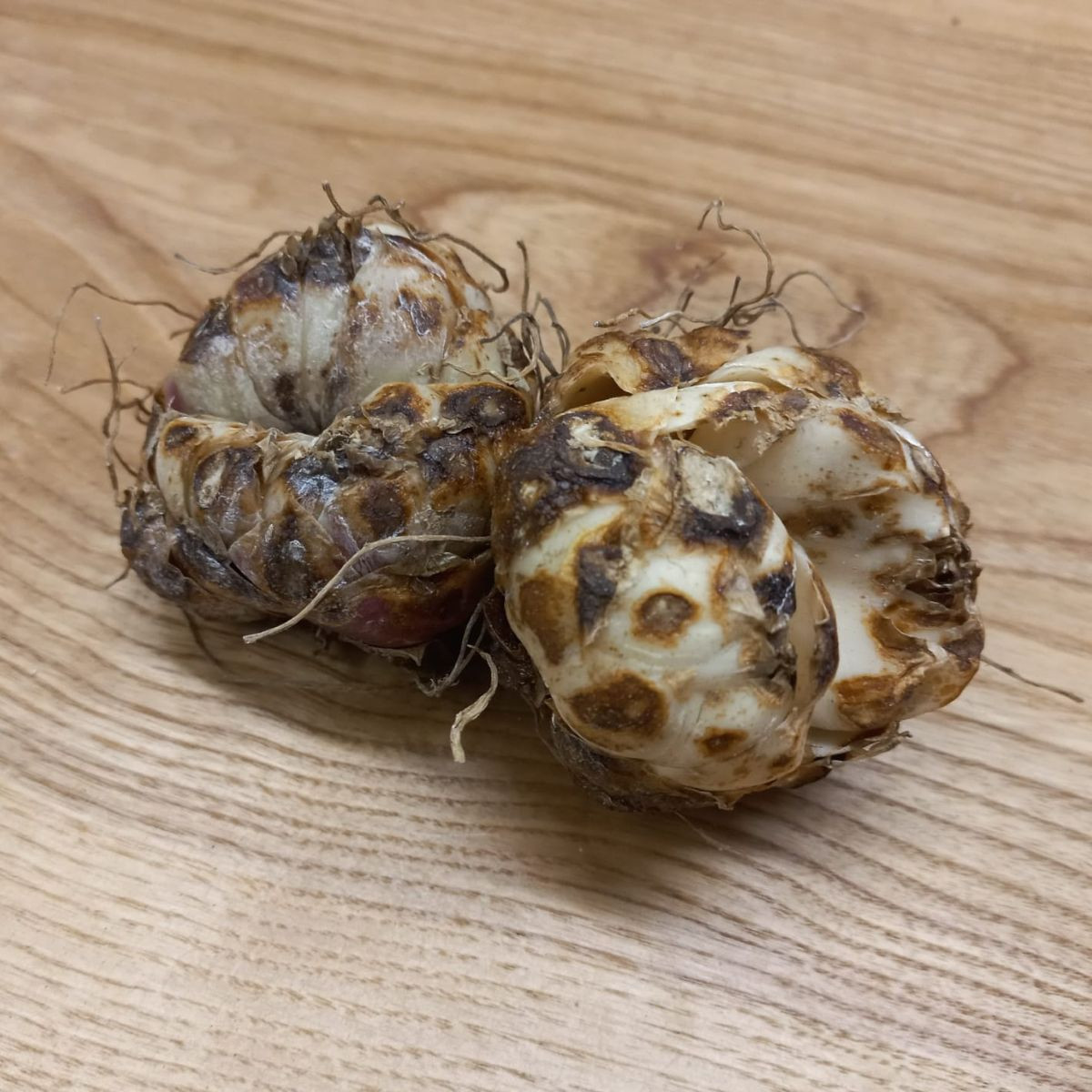 Lilie Blacklist - Lilium - cibule lilie - 1 ks