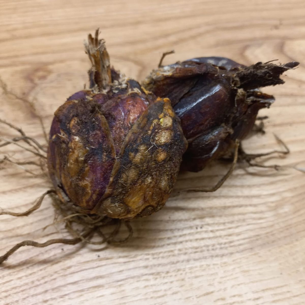 Lilie královská - Lilium regale - cibule lilie - 1 ks