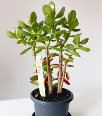 Zápich pro označení sazenic - dřevěné pomůcky - 1 ks