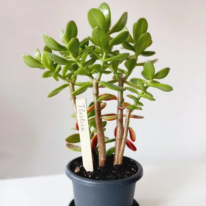 Zápich pro označení sazenic - dřevěné pomůcky - 1 ks