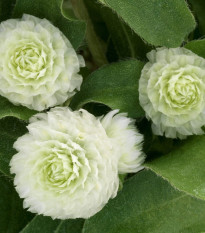 Pestrovka Ping Pong White - Gomphrena globosa - semena pestrovky - 20 ks