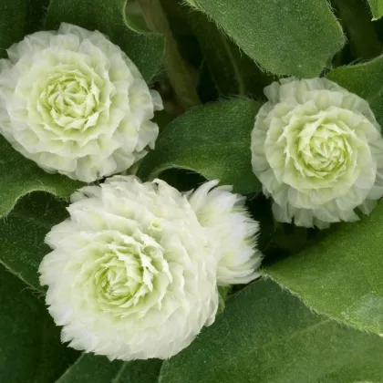 Pestrovka Ping Pong White - Gomphrena globosa - semena pestrovky - 20 ks