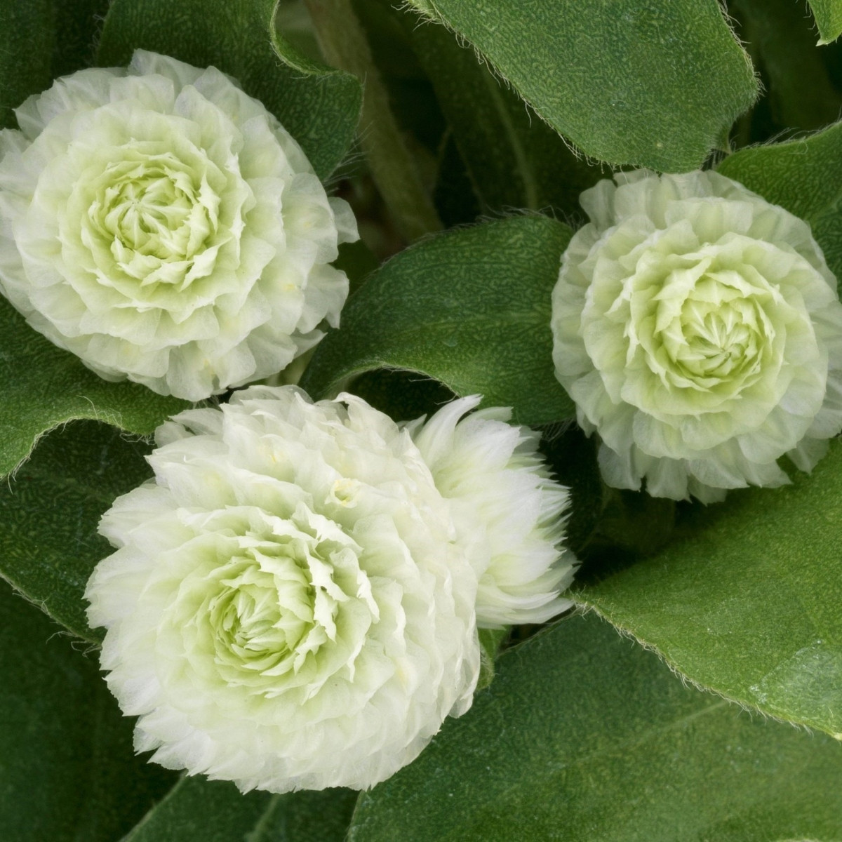 Pestrovka Ping Pong White - Gomphrena globosa - semena pestrovky - 20 ks