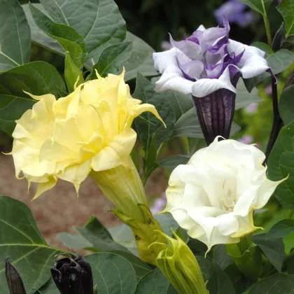 Durman metelový Ballerina Formula Mixture - Datura metel - semena durmanu - 5 ks