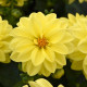 Jiřinka proměnlivá Figaro Yellow Shades - Dahlia variabilis - semena jiřinky - 20 ks