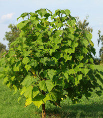 Paulovnie Shan Tong – Paulownia Shantong hybrid – semena paulovnie - 15 ks