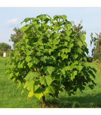Paulovnie Shan Tong – Paulownia Shantong hybrid – semena paulovnie - 15 ks