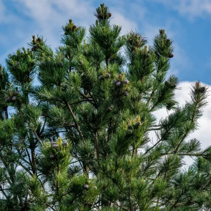 Borovice Limba - Pinus cembra - semena borovice - 7 ks