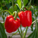 BIO Paprika Quadrato d Asti Rosso - Capsicum annuum - semena papriky - 8 ks