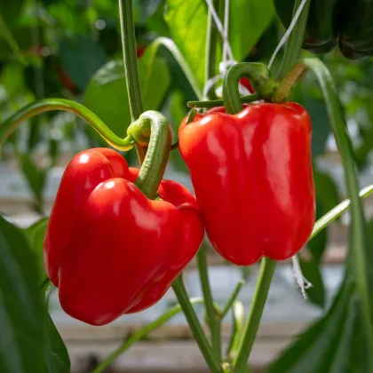 BIO Paprika Quadrato d Asti Rosso - Capsicum annuum - semena papriky - 8 ks