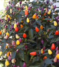 Bio Chilli Lila Luzi - Capsicum frutescens - bio semena chilli - 8 ks