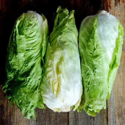 BIO Čekanka hlávková Nettuno - Cichorium intybus - semena čekanky - 100 ks