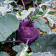 BIO Kedluben Dyna - Brassica oleracea var. gongylodes - bio semena kedlubnu - 50 ks