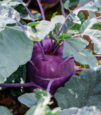 BIO Kedluben Dyna - Brassica oleracea var. gongylodes - bio semena kedlubnu - 50 ks