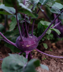 BIO Kedluben Blaro – Brassica oleracea var. gongylodes – bio semena
