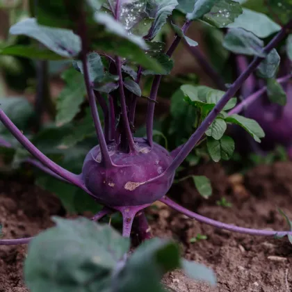 BIO Kedluben Blaro – Brassica oleracea var. gongylodes – bio semena