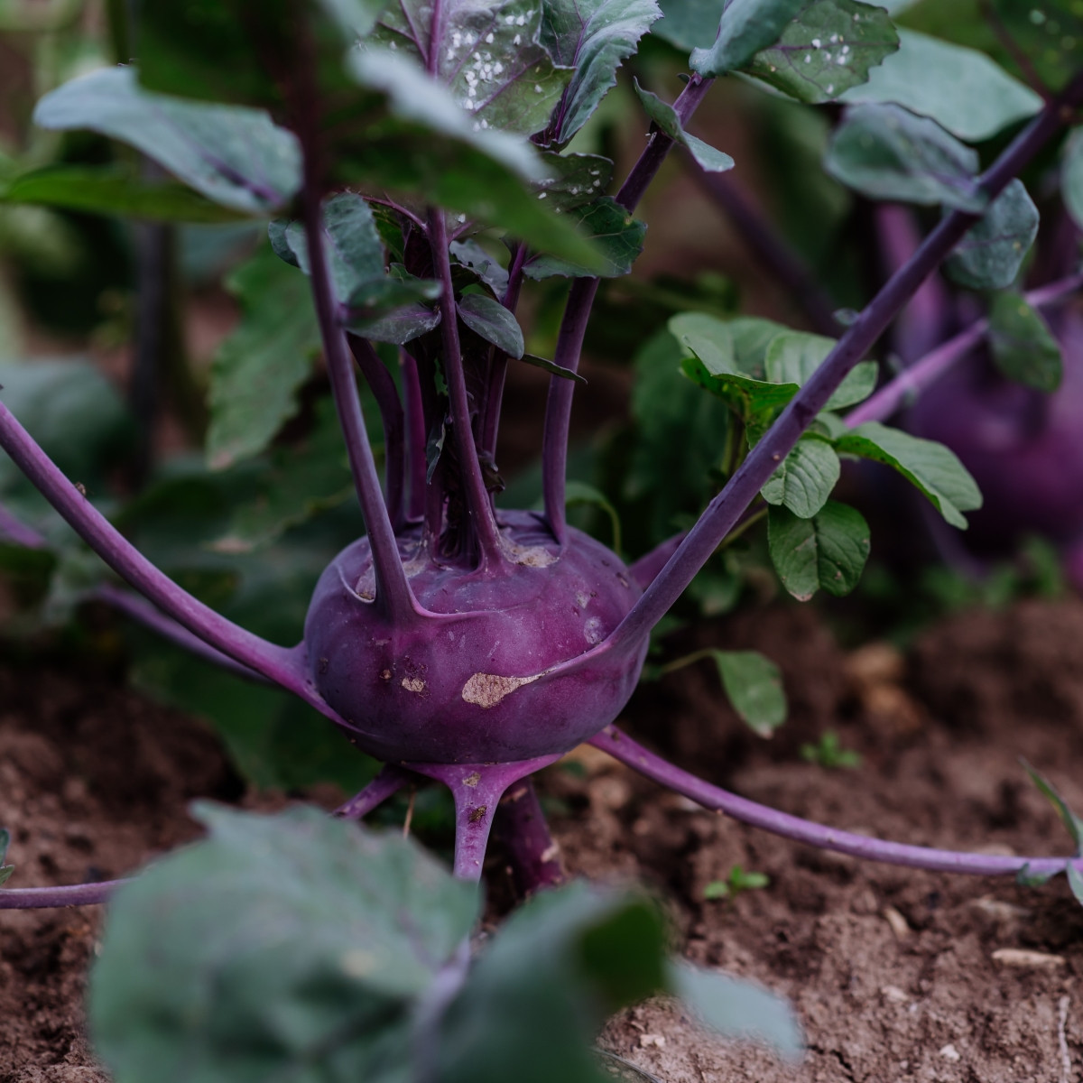 BIO Kedluben Blaro – Brassica oleracea var. gongylodes – bio semena