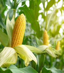 BIO Kukuřice Mergoscia - Zea mays - bio semena kukuřice - 15 ks
