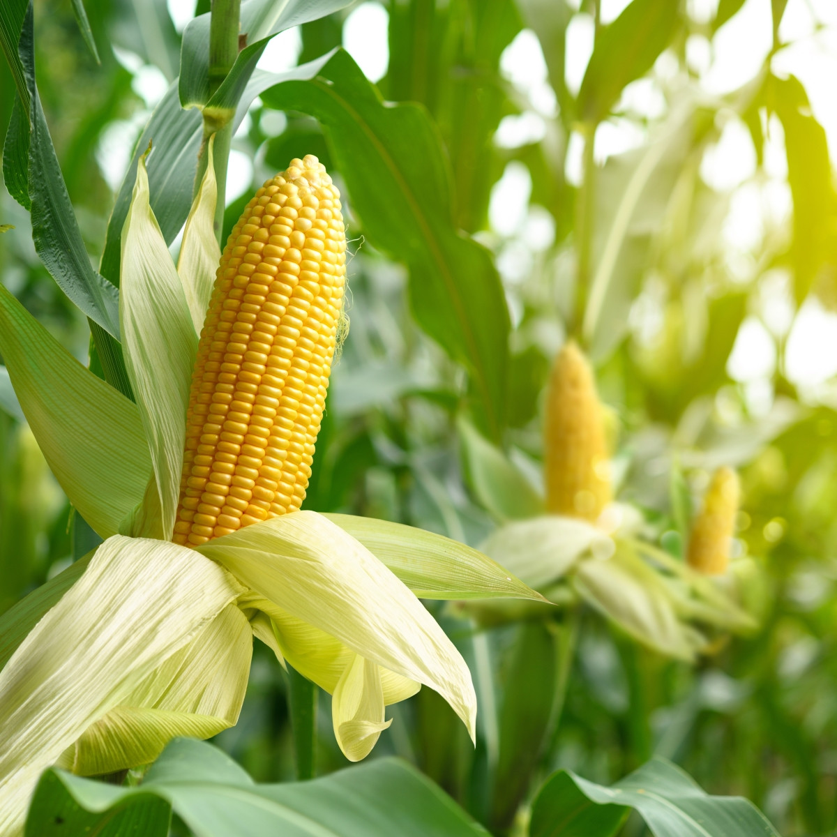 BIO Kukuřice Mergoscia - Zea mays - bio semena kukuřice - 15 ks
