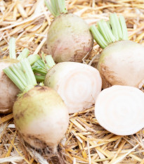 BIO Řepa červená Albina Vereduna - Beta vulgaris conditiva - bio semena řepy - 50 ks