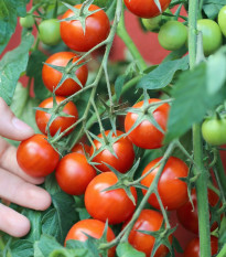 Rajče keříčkové balkónové Vilma - Solanum lycopersicum - semena rajčat - 21 ks