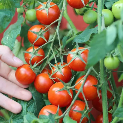 Rajče keříčkové balkónové Vilma - Solanum lycopersicum - semena rajčat - 21 ks