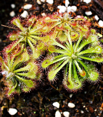 Rosnatka aliciae - Drosera alicinaea - semena rosnatky - 10 ks