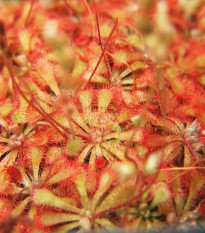 Rosnatka spathulata - drosera spathulata - semena rosnatky - 10 ks