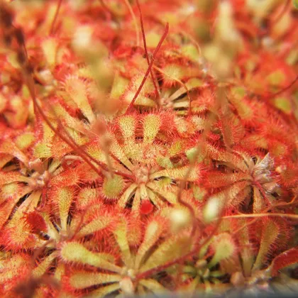 Rosnatka spathulata - drosera spathulata - semena rosnatky - 10 ks