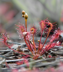 Rosnatka kapská Red Bonn - Drosera capensis - semena rosnatky - 10 ks
