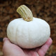 Tykev White Lamp F1 - Cucurbita pepo - semena tykve - 6 ks