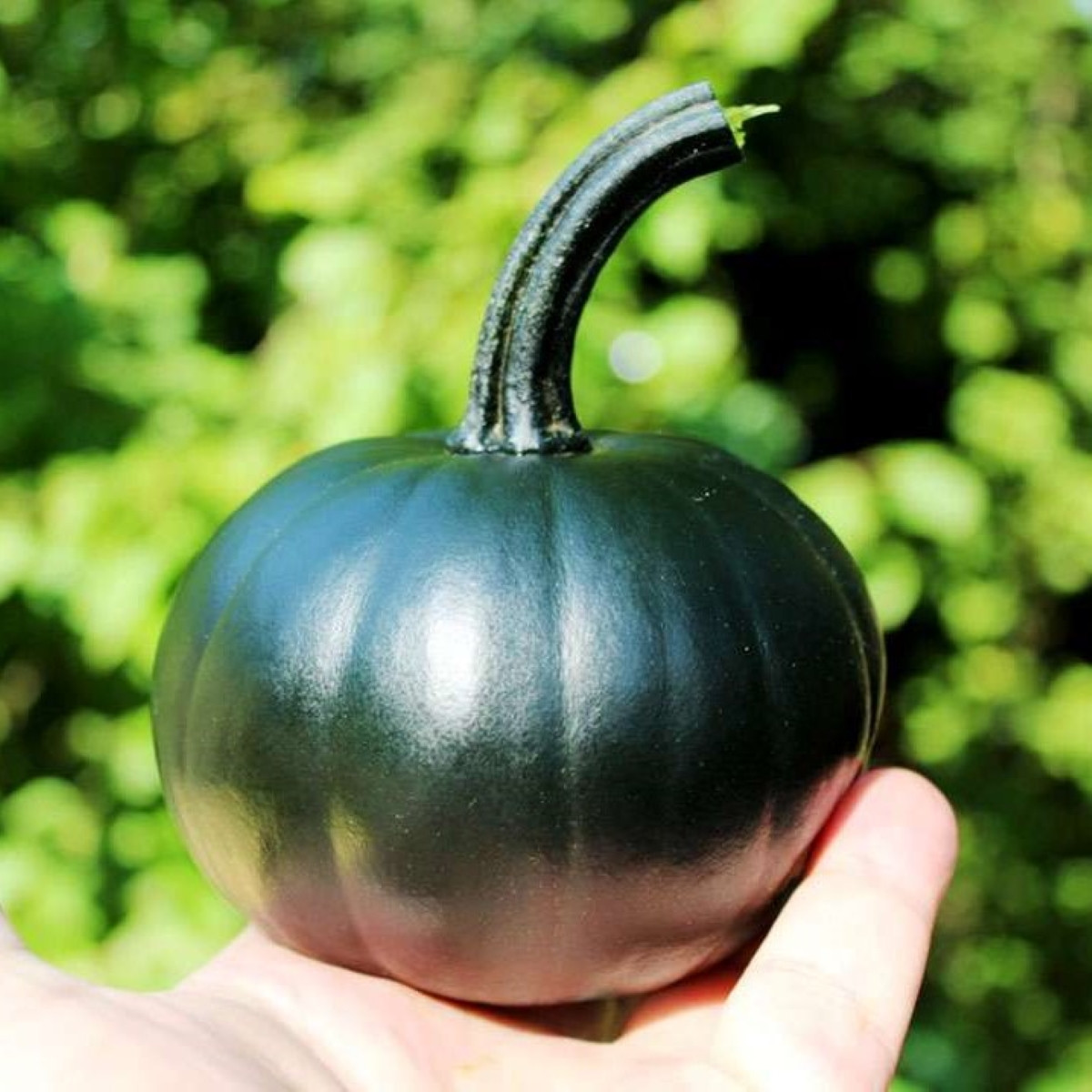 Dýně Black Bear F1 PMT - Cucurbita pepo - semena dýně - 7 ks