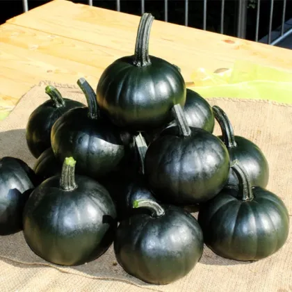 Dýně Black Bear F1 PMT - Cucurbita pepo - semena dýně - 7 ks