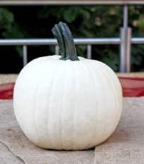 Tykev okrasná Avalanche F1 PMT - Cucurbita pepo - semena dýně - 6 ks