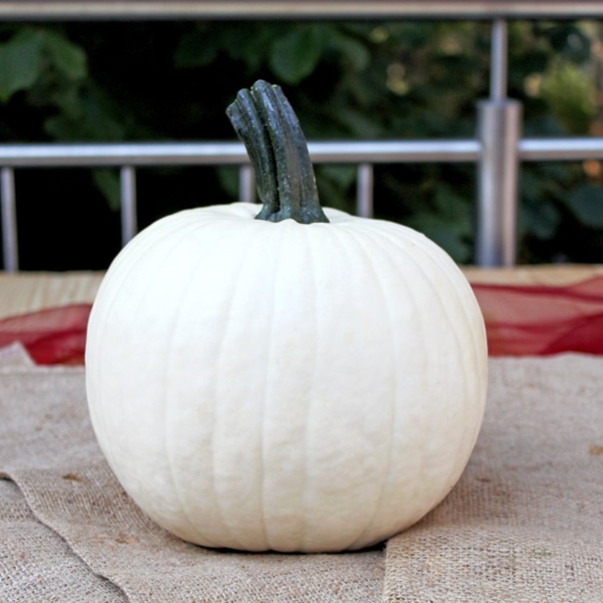 Tykev okrasná Avalanche F1 PMT - Cucurbita pepo - semena dýně - 6 ks