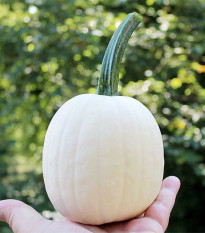 Tykev okrasná Snowdrop F1 - Cucurbita pepo - semena dýně - 6 ks