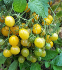 Rajče Mirabell - Solanum lycopersicum - semena rajčat - 6 ks
