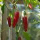 BIO Jalapeno chili Ruben – Capsicum annuum – bio chili magok – 6 db