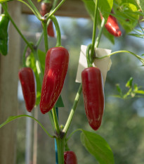 BIO Chilli Jalapeno - Capsicum annuum - bio semena chilli - 6 ks