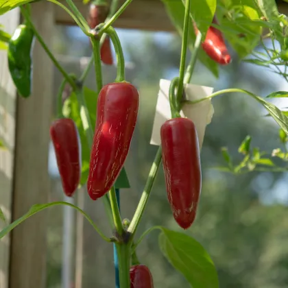 BIO Chilli Jalapeno - Capsicum annuum - bio semena chilli - 6 ks