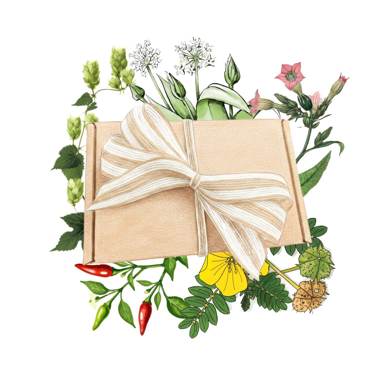 Dárkový balíček pro muže - sada semínek