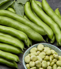 Bob közönséges fehér Dreifach Weisse – Vicia faba – babmag – 20 db