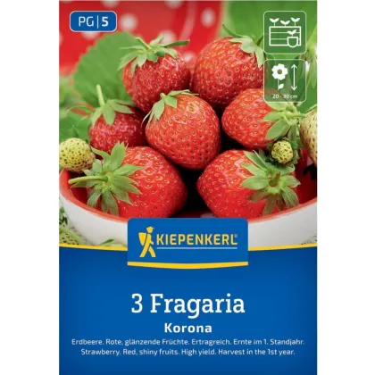 Korona eper - Fragaria ananassa - szabadgyökerű eperpalánta - 3 db