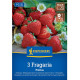 Jahodník Polka - Fragaria ananassa - szabadgyökerű eperpalánta - 3 db