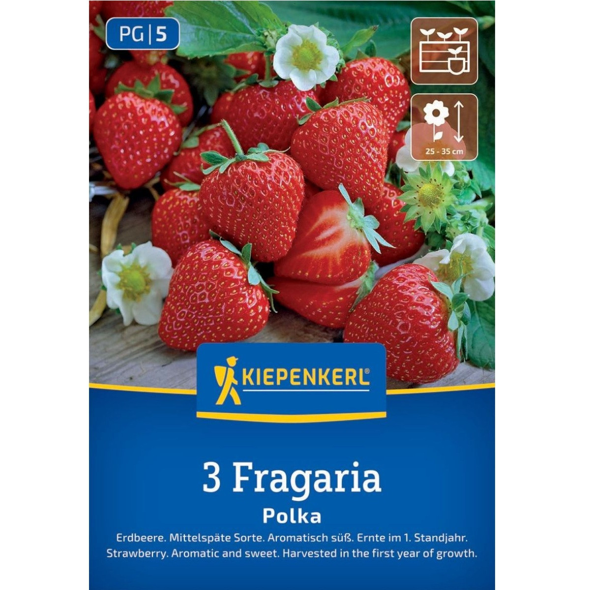 Jahodník Polka - Fragaria ananassa - szabadgyökerű eperpalánta - 3 db